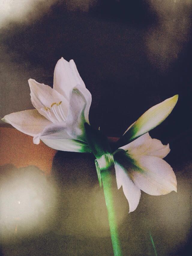 crini albi - Crini albi