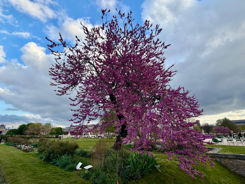 Paris in Bloom Parisul inflorit Fotografii Andreea Macri 11 - Paris in Bloom