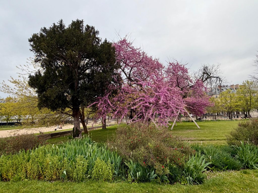 Paris in Bloom Parisul inflorit Fotografii Andreea Macri 13 - Paris in Bloom