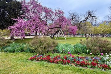 Paris in Bloom Parisul inflorit Fotografii Andreea Macri 19 - Paris in Bloom