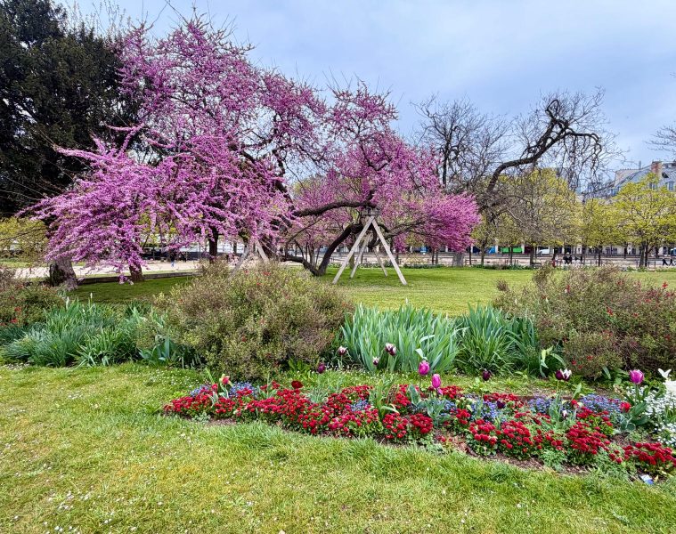 Paris in Bloom Parisul inflorit Fotografii Andreea Macri 19 - Paris in Bloom