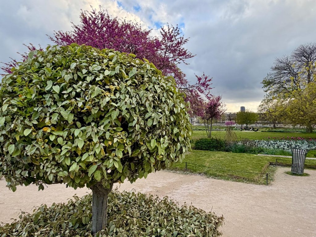 Paris in Bloom Parisul inflorit Fotografii Andreea Macri 2 - Paris in Bloom