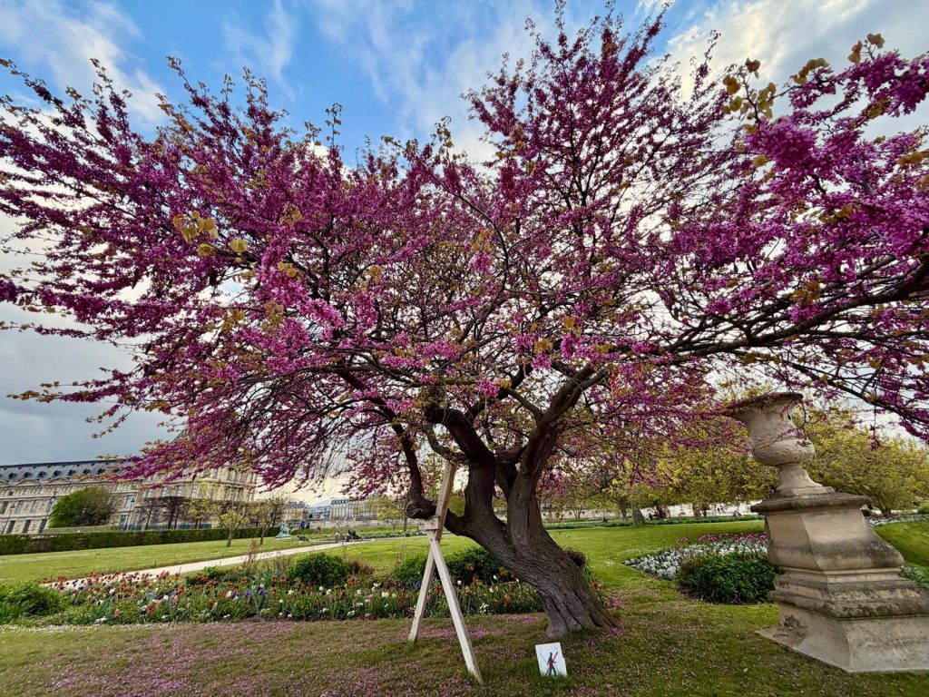 Paris in Bloom Parisul inflorit Fotografii Andreea Macri 3 - Paris in Bloom