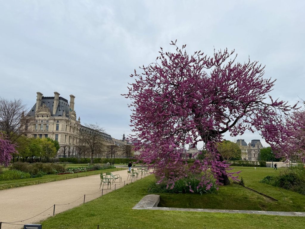 Paris in Bloom Parisul inflorit Fotografii Andreea Macri 6 - Paris in Bloom