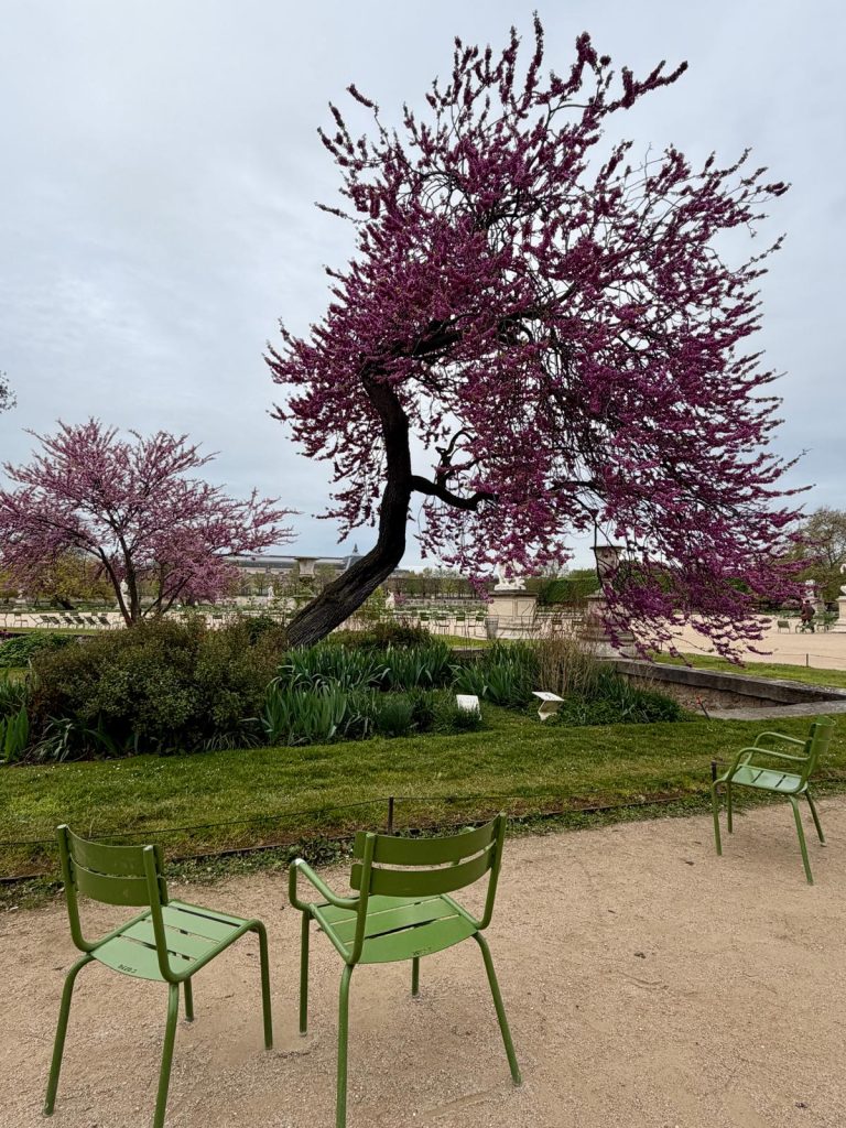 Paris in Bloom Parisul inflorit Fotografii Andreea Macri 8 - Paris in Bloom